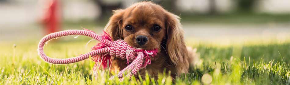 Pet sitters, dog walkers in the Hatboro, Montgomery County PA area