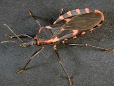 Kissing Bug Infestation